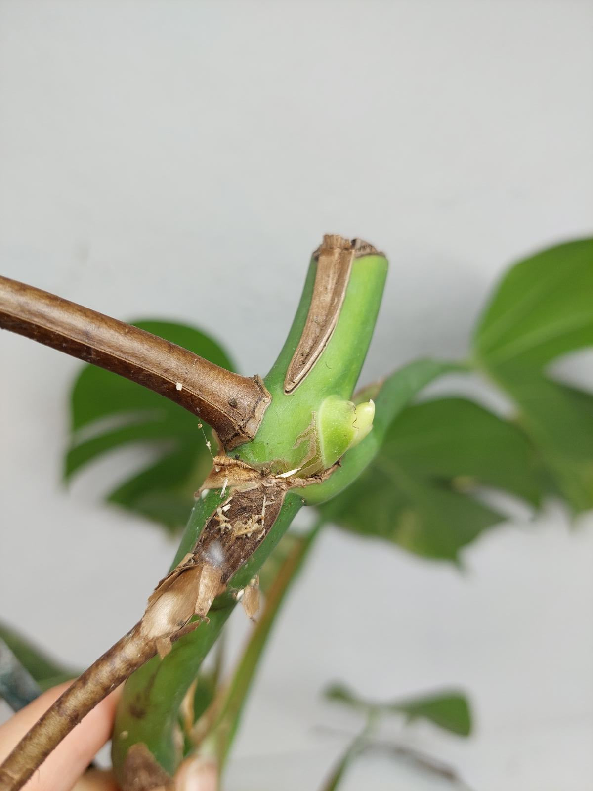 Monstera Aurea Stecklinge