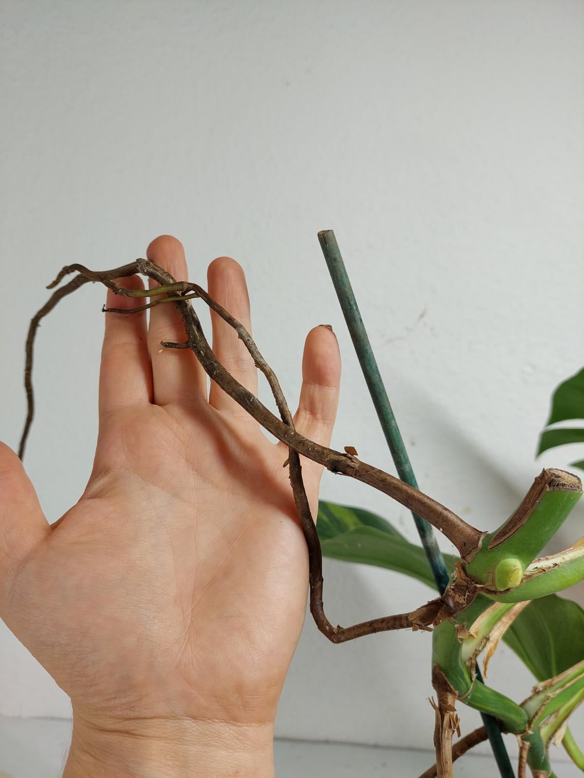 Monstera Aurea Stecklinge