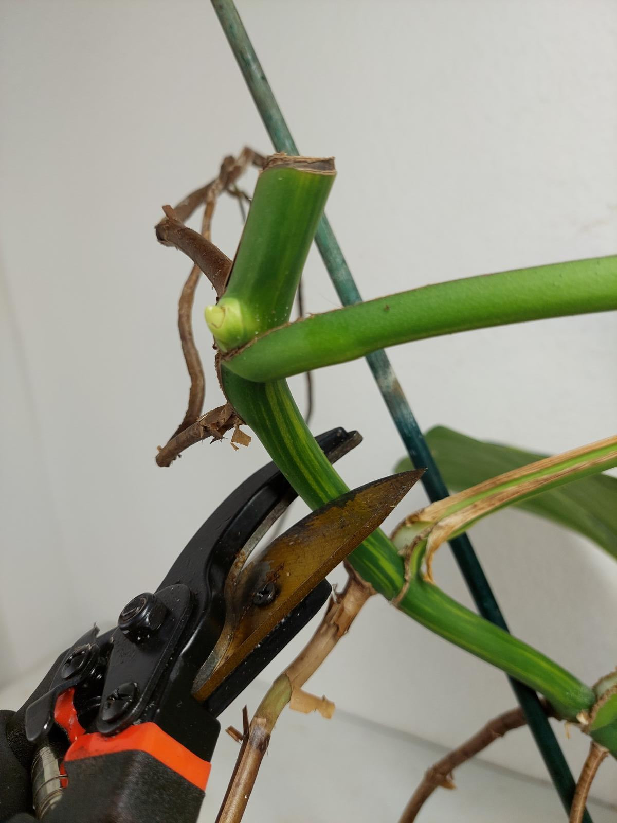 Monstera Aurea Stecklinge