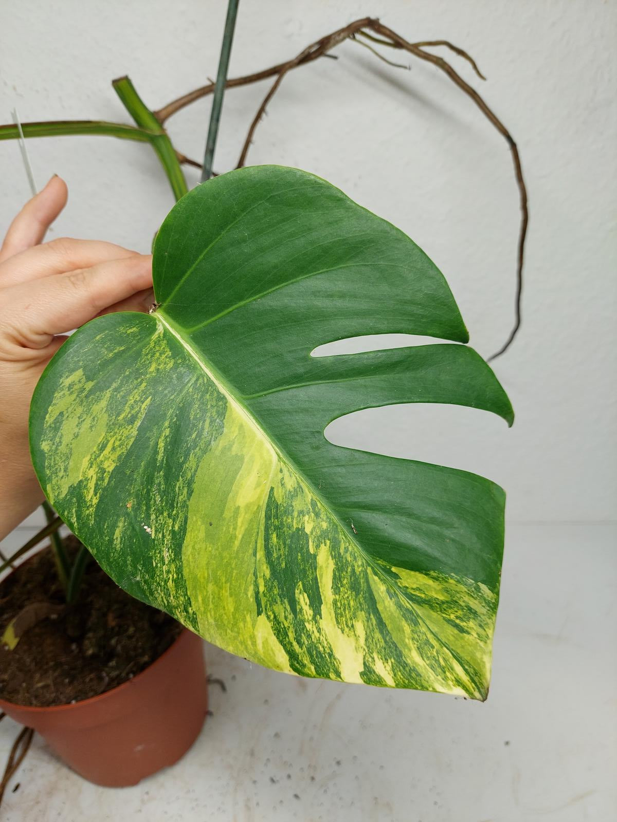 Monstera Aurea Stecklinge