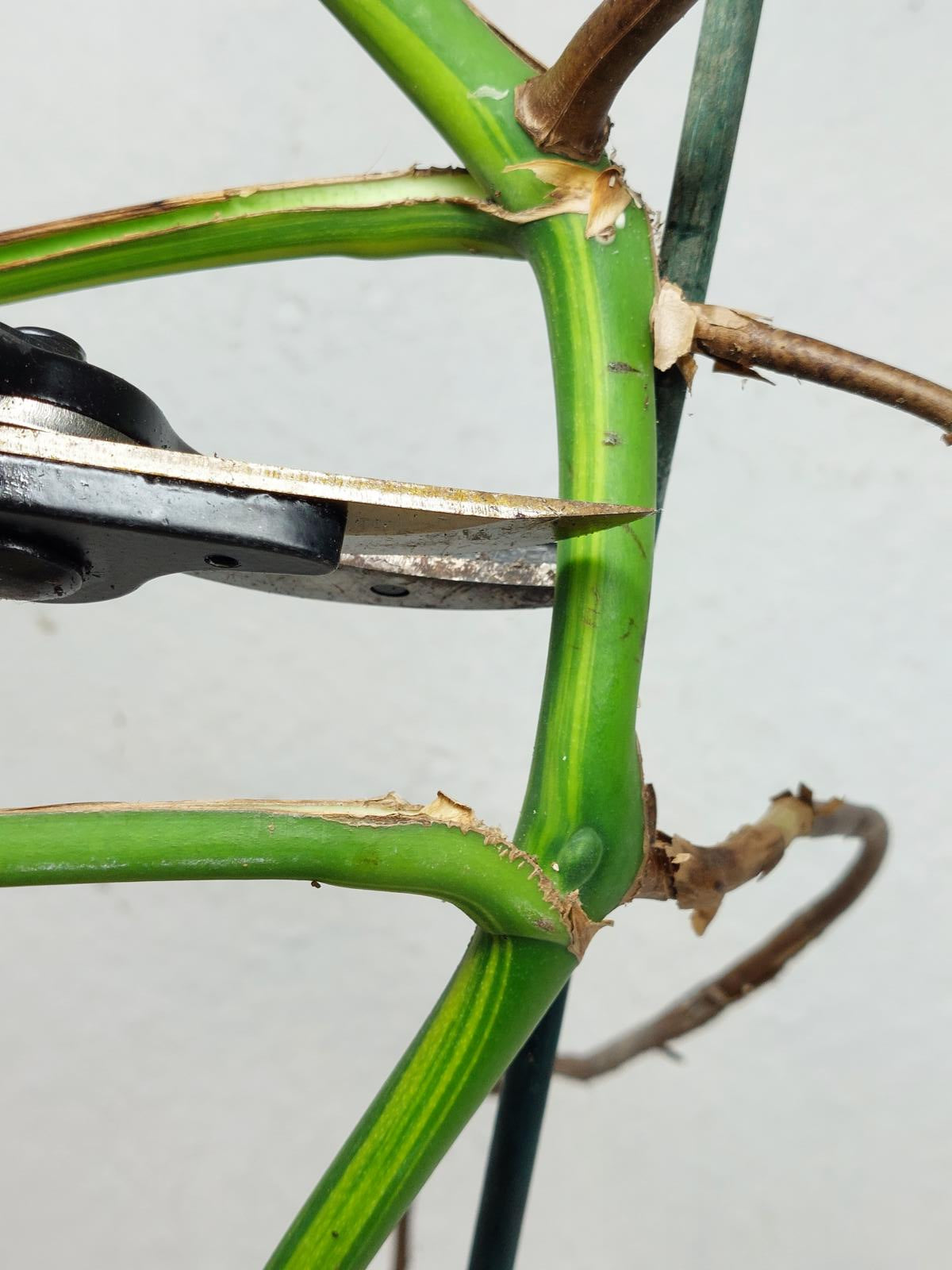 Monstera Aurea Stecklinge