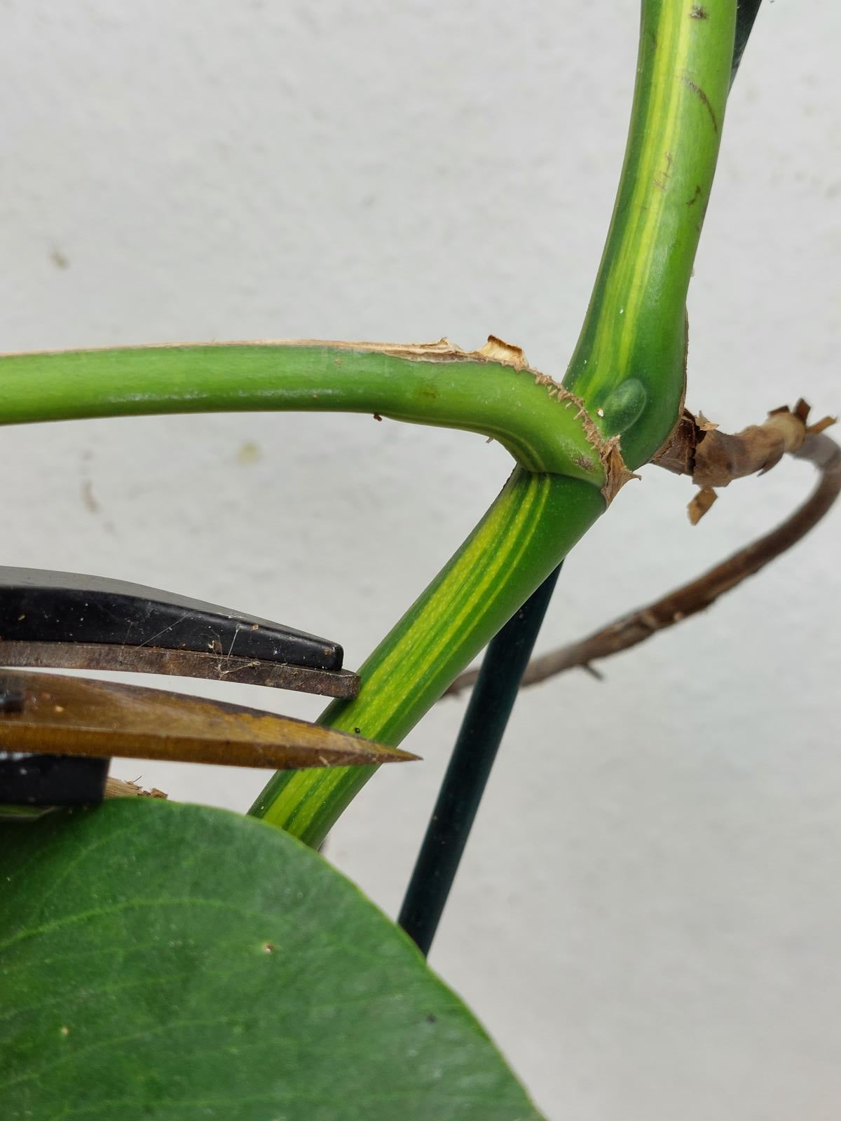 Monstera Aurea Stecklinge