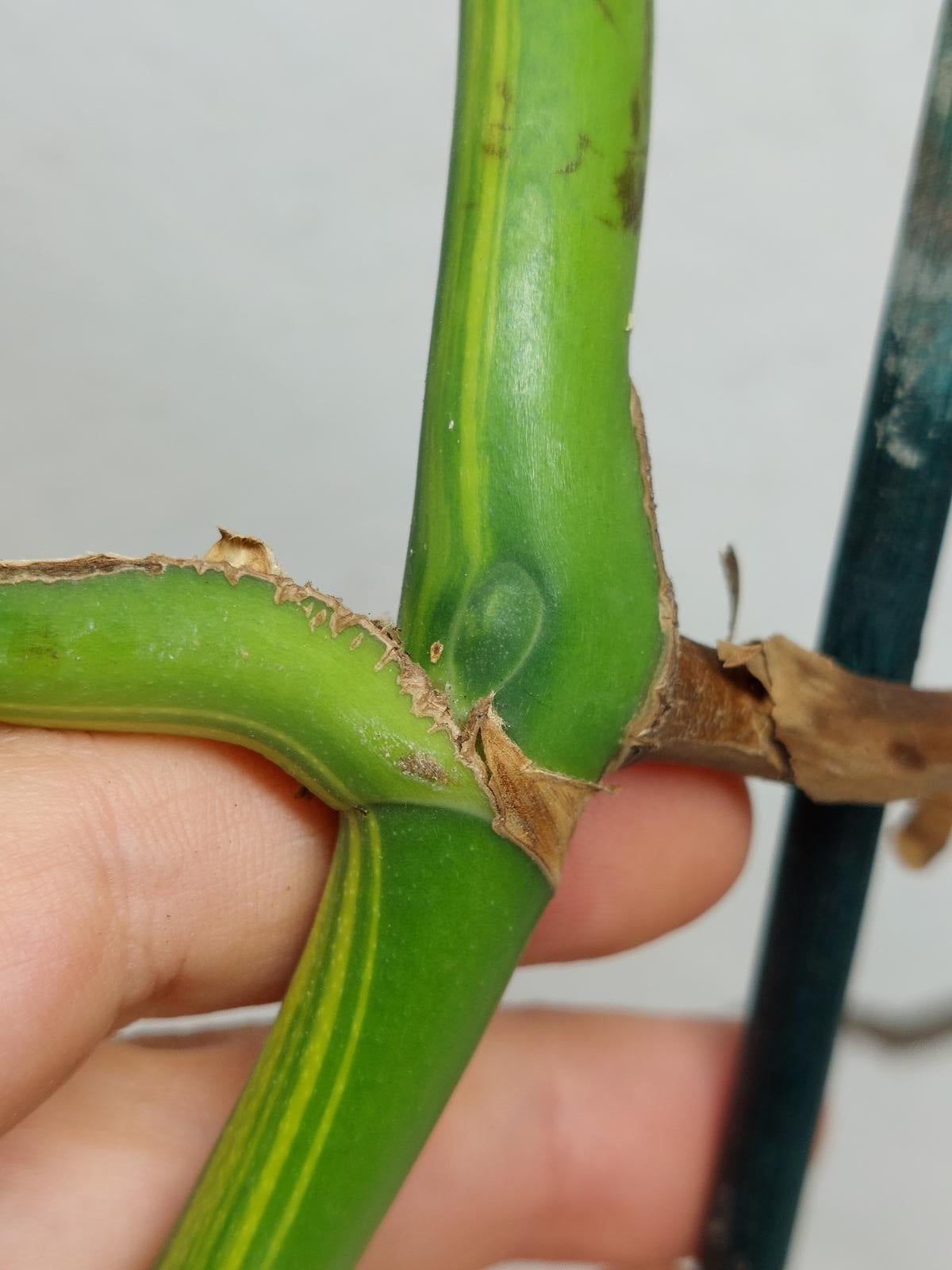Monstera Aurea Stecklinge