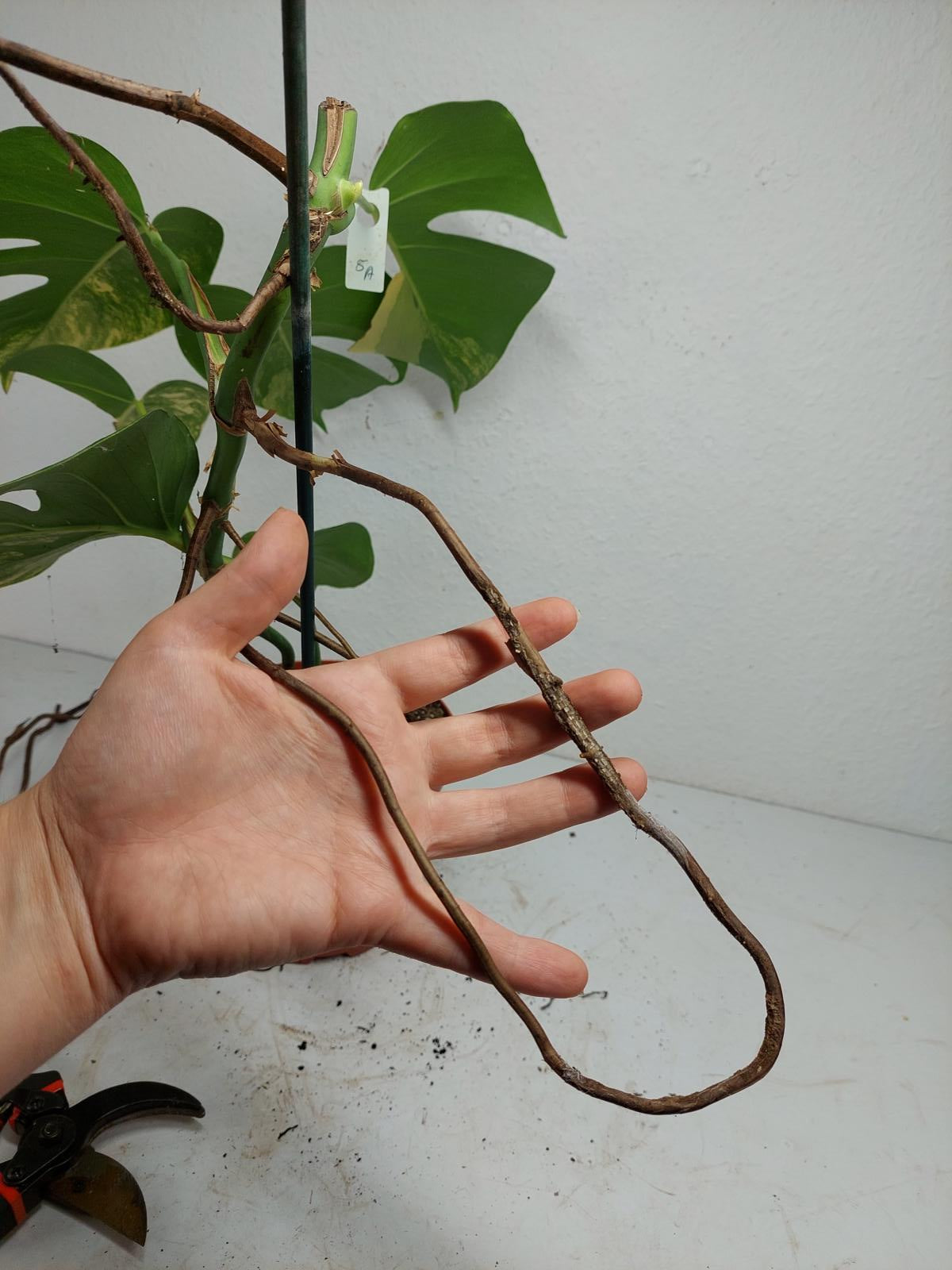Monstera Aurea Stecklinge