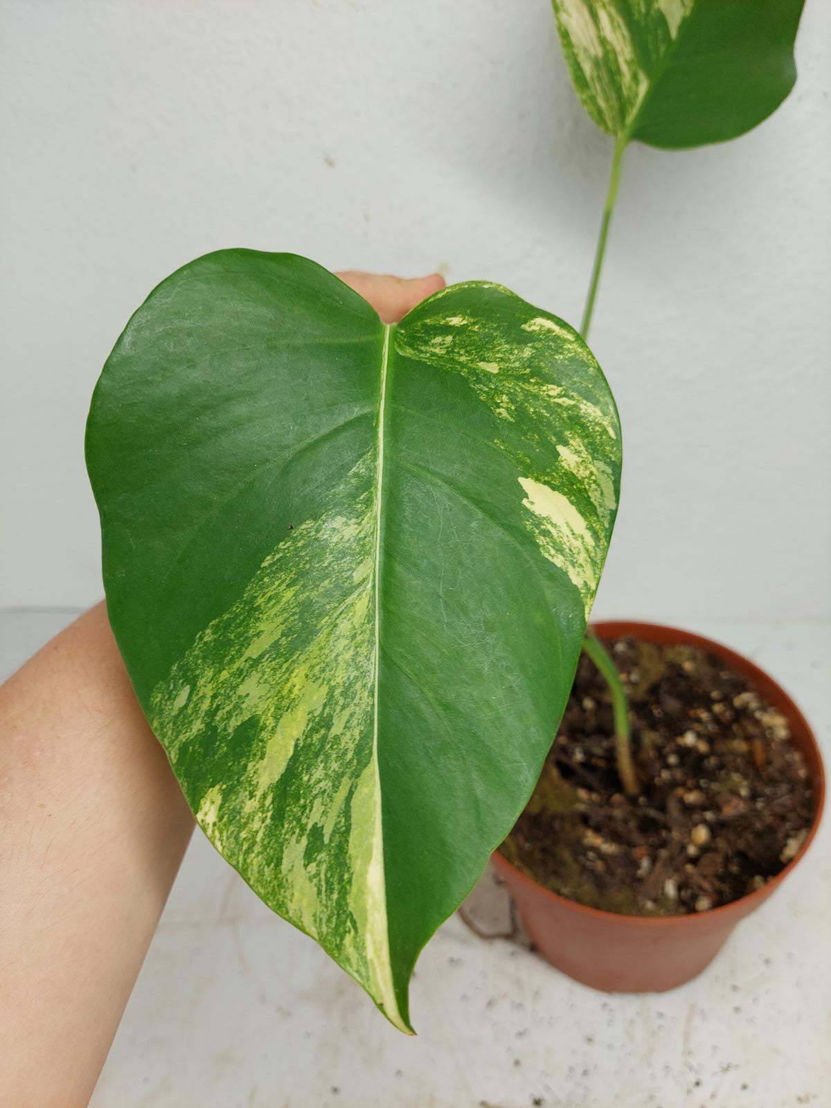 Monstera Aurea Stecklinge