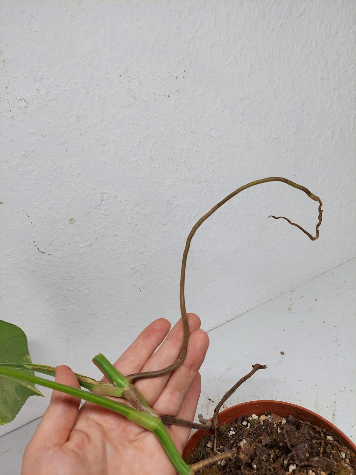 Monstera Aurea Stecklinge