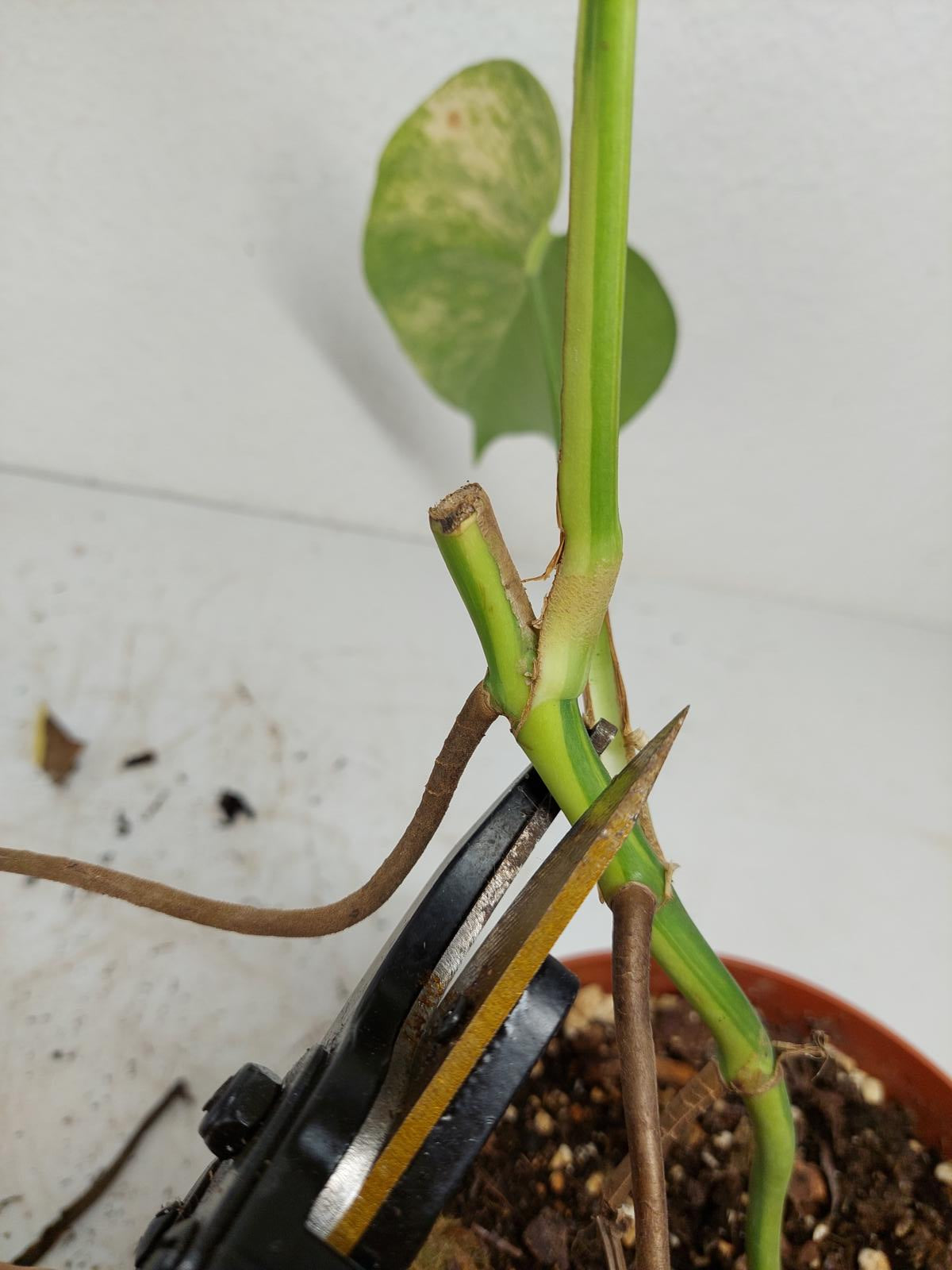 Monstera Aurea Stecklinge