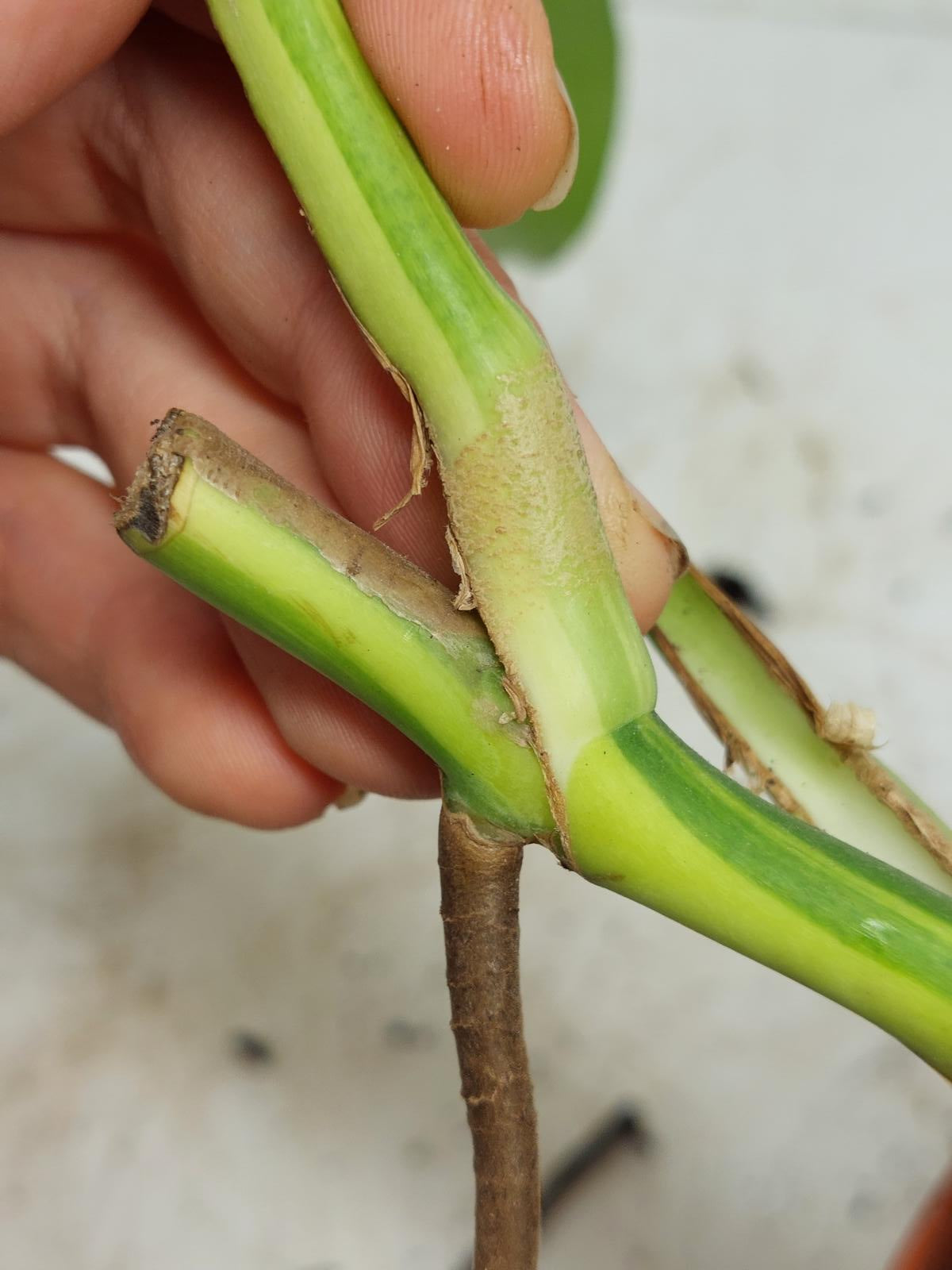 Monstera Aurea Stecklinge