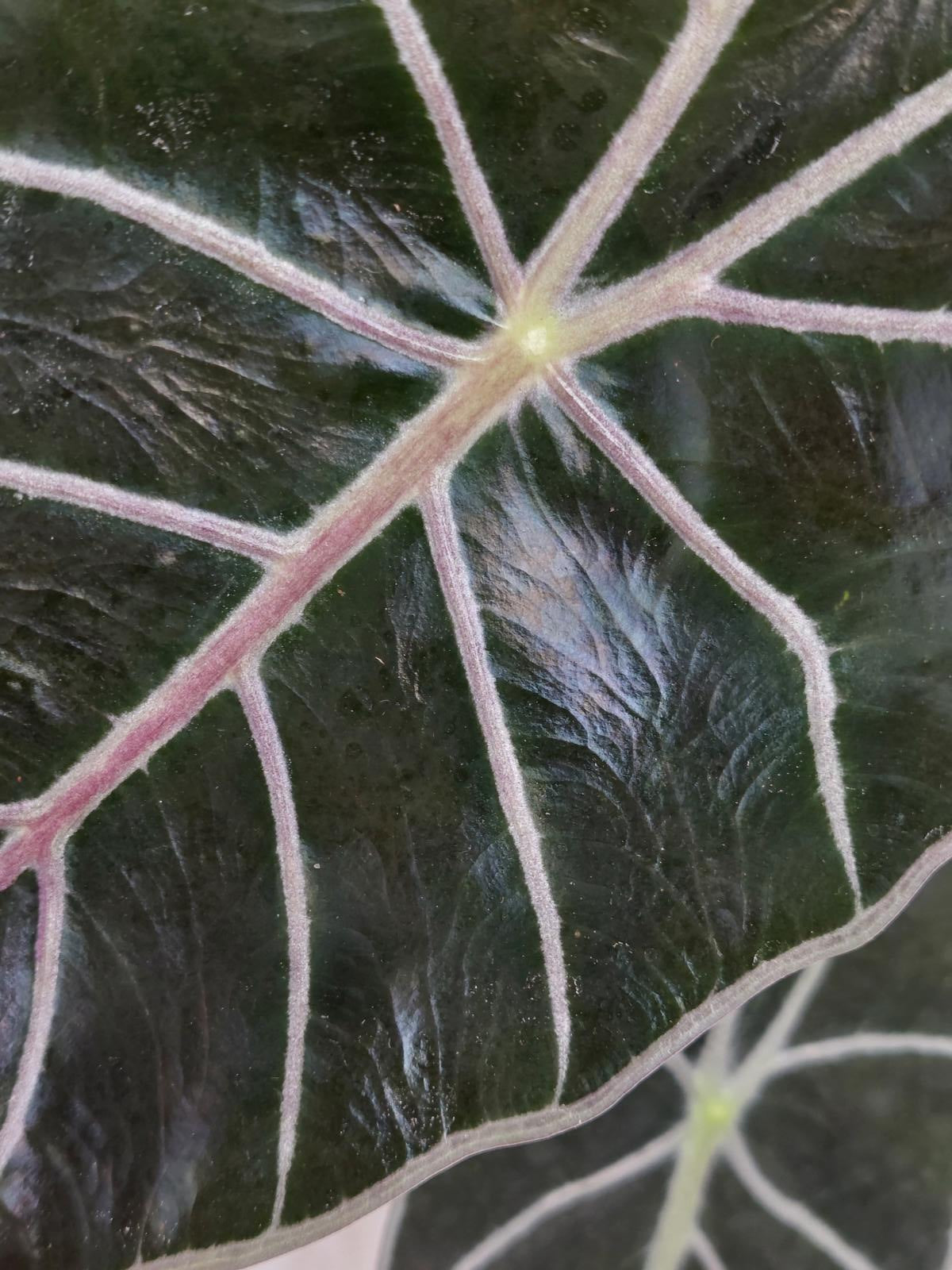 Alocasia Watsoniana Red Vein