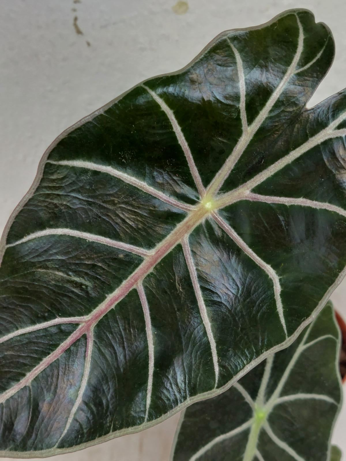 Alocasia Watsoniana Red Vein