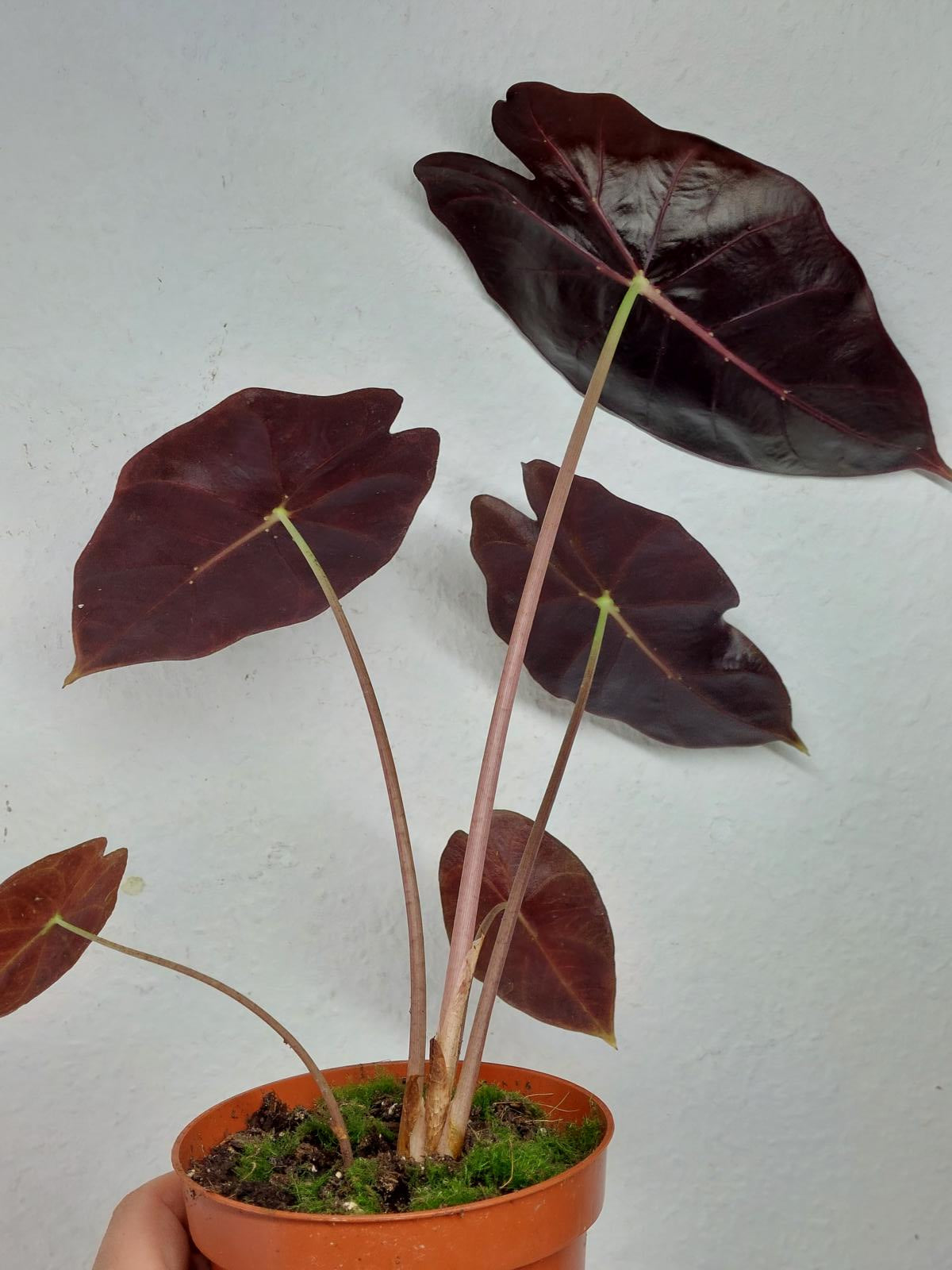 Alocasia Watsoniana Red Vein