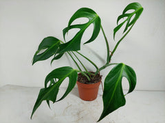 Monstera Burle Marx Flame Adult