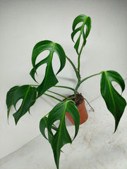 Monstera Burle Marx Flame Adult