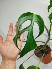 Monstera Burle Marx Flame Adult