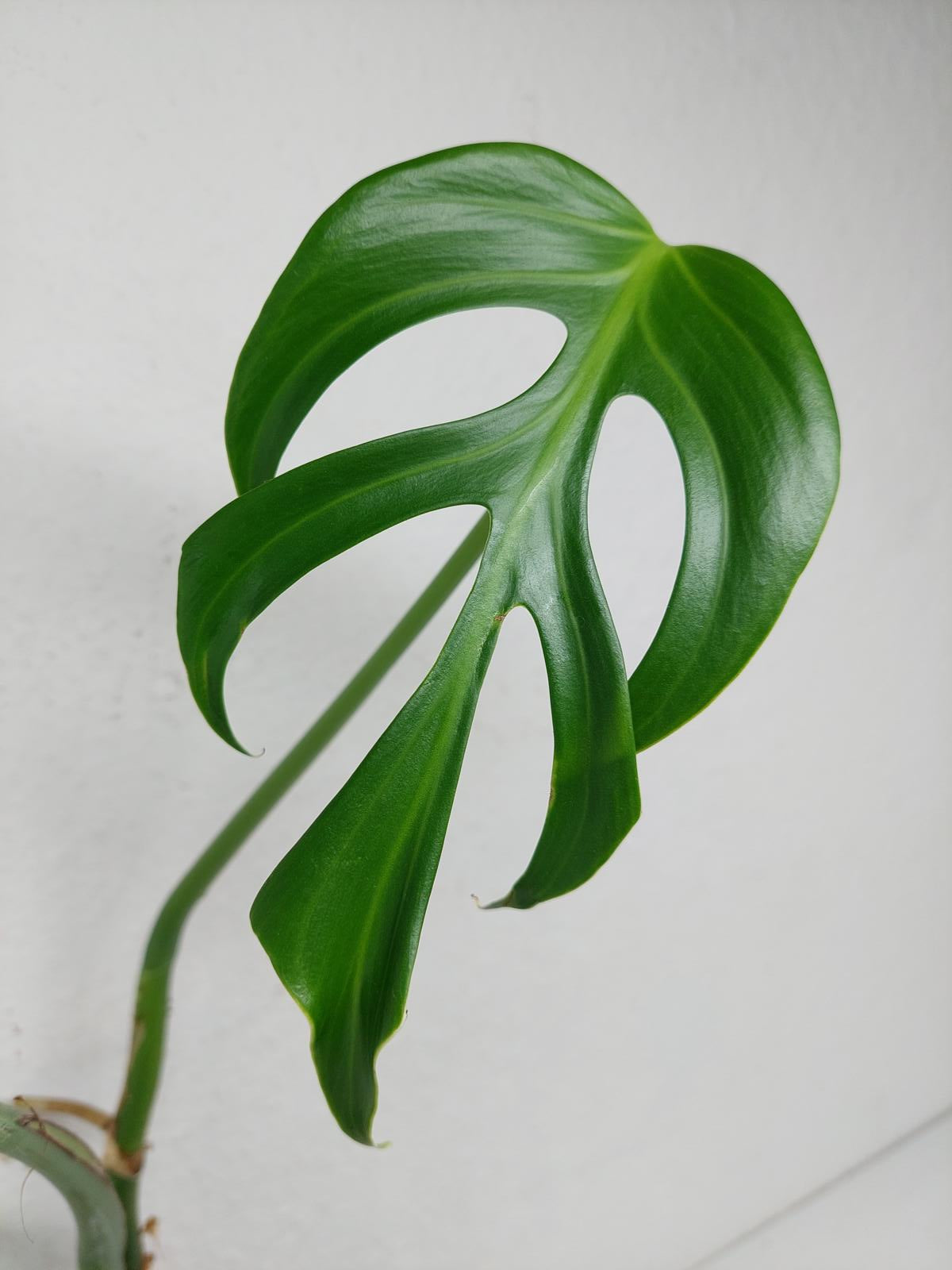 Monstera Burle Marx Flame Adult