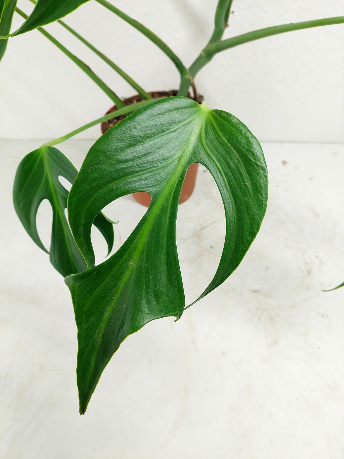 Monstera Burle Marx Flame Adult