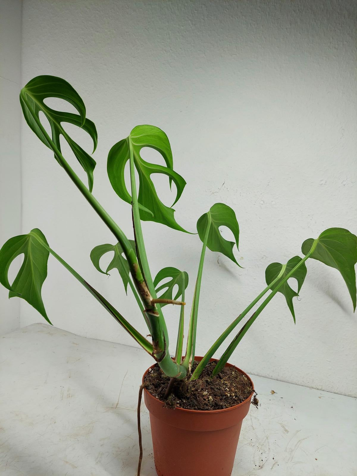 Monstera Burle Marx Flame Adult