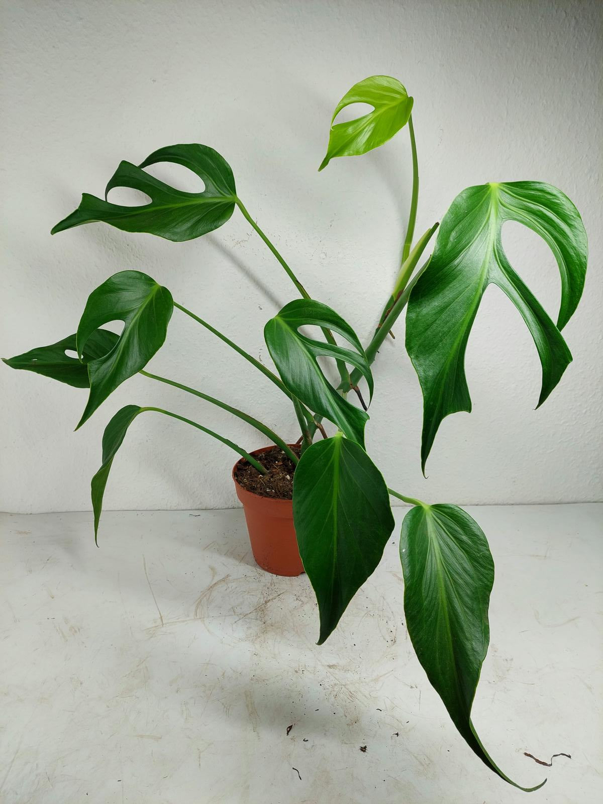 Monstera Burle Marx Flame Adult