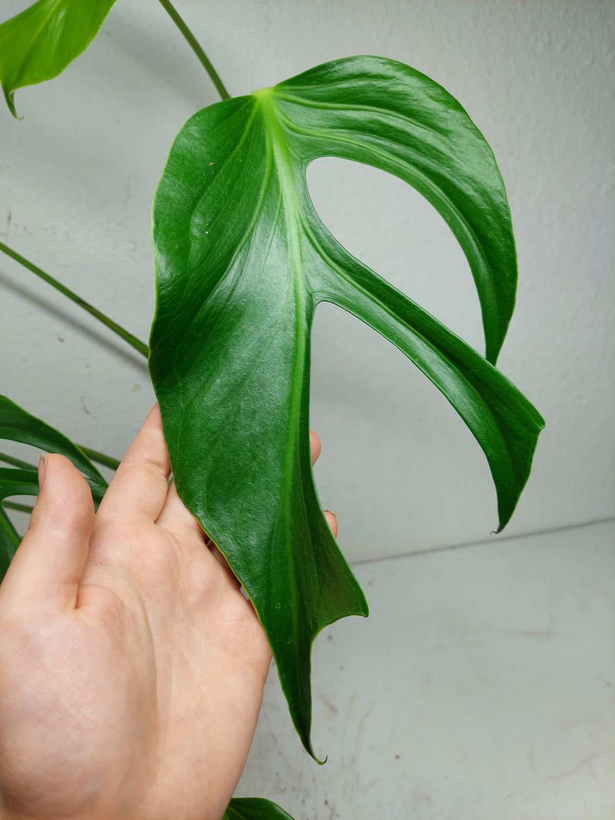 Monstera Burle Marx Flame Adult
