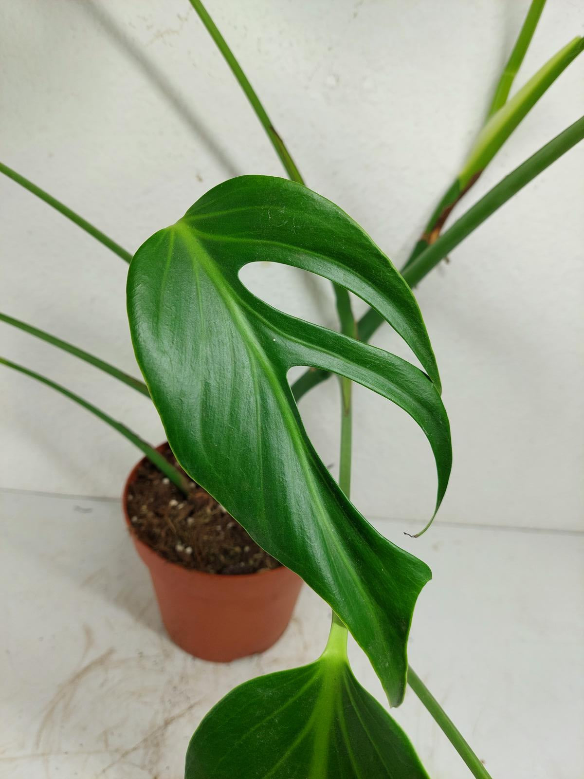 Monstera Burle Marx Flame Adult