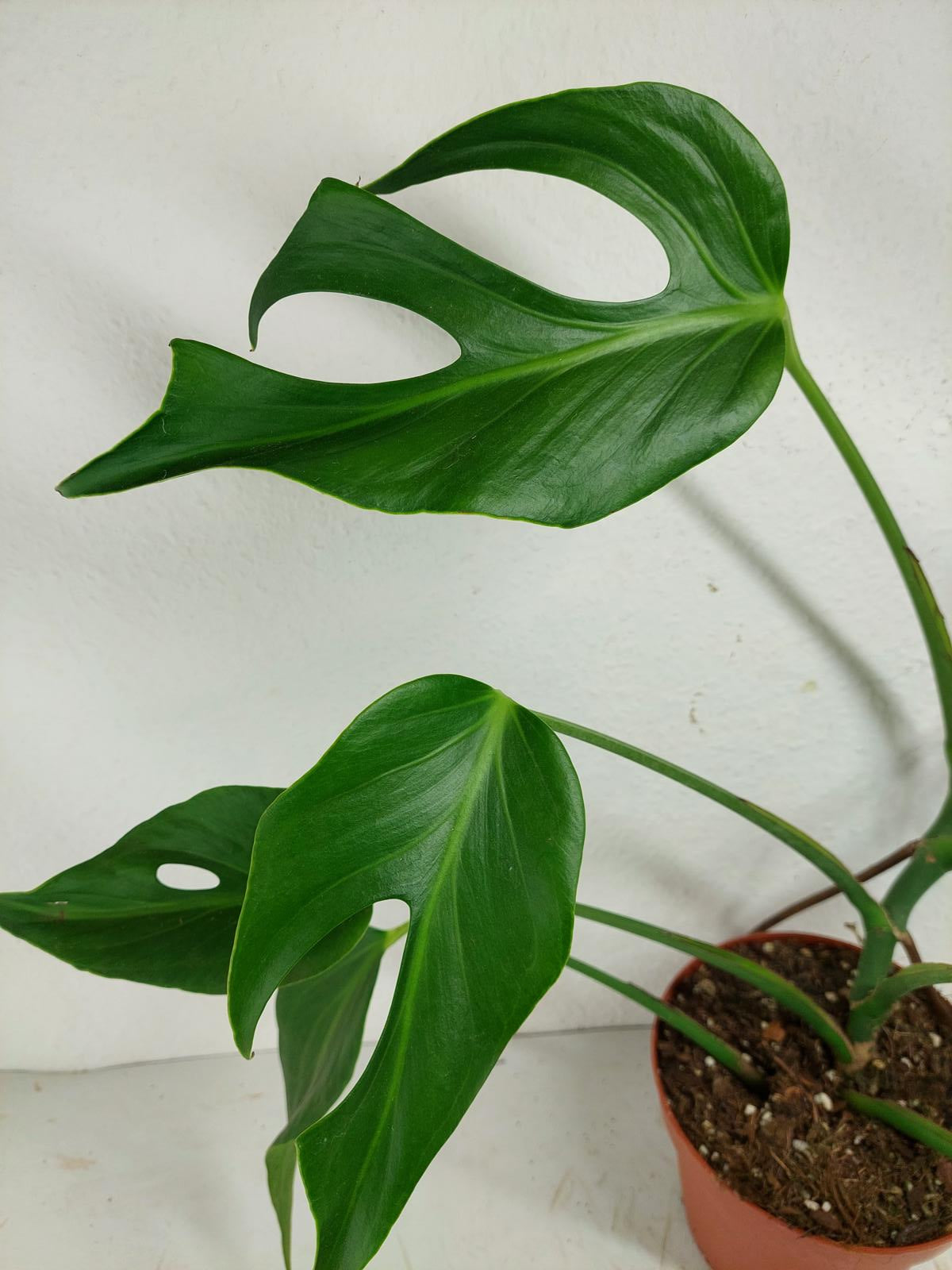 Monstera Burle Marx Flame Adult