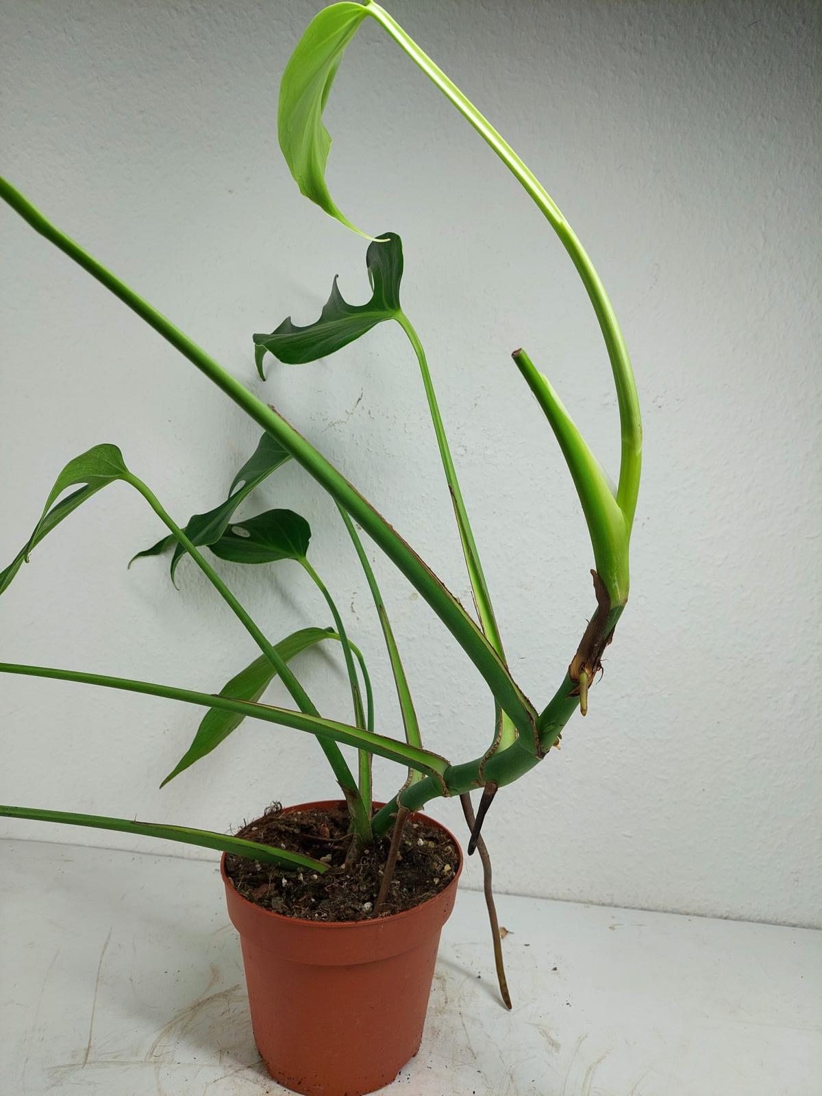 Monstera Burle Marx Flame Adult
