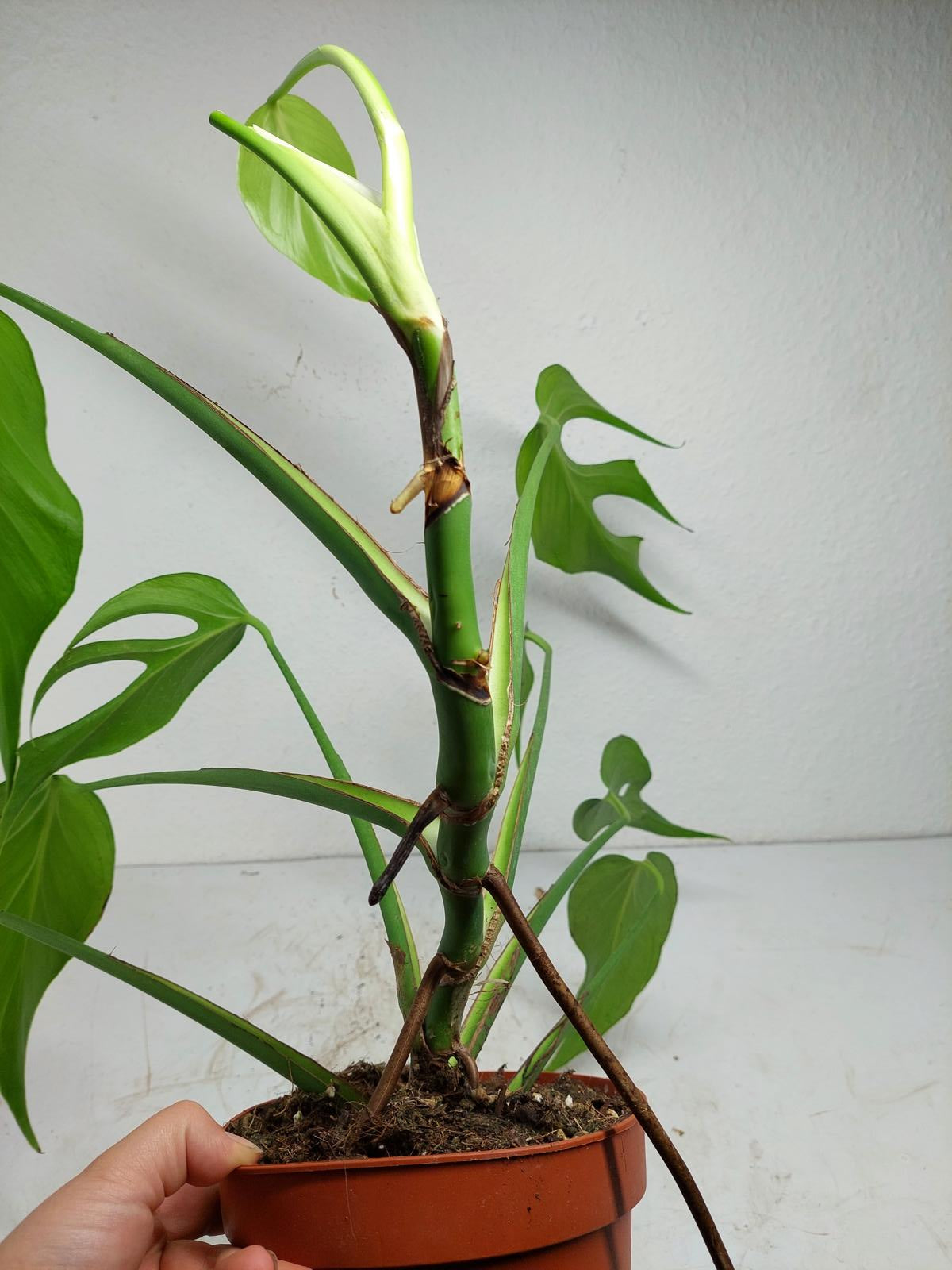 Monstera Burle Marx Flame Adult