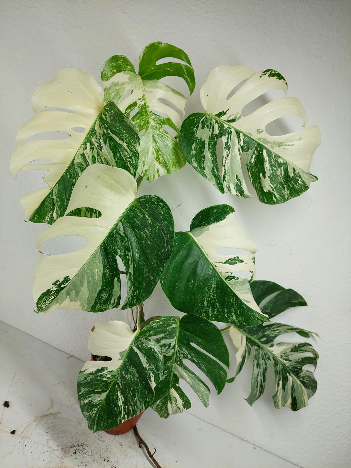 Monstera Variegata (zum aussuchen)