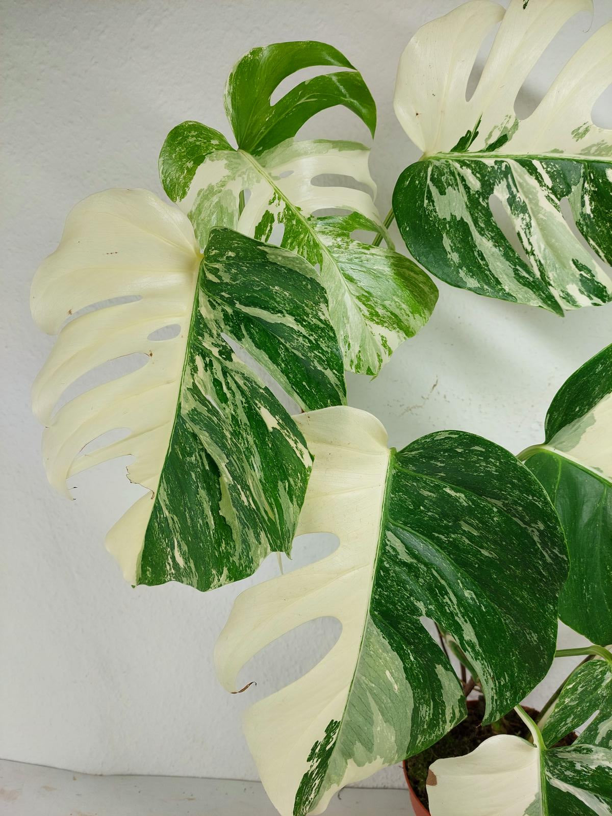 Monstera Variegata (zum aussuchen)