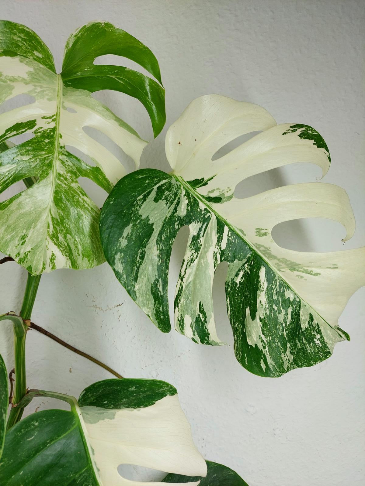 Monstera Variegata (zum aussuchen)