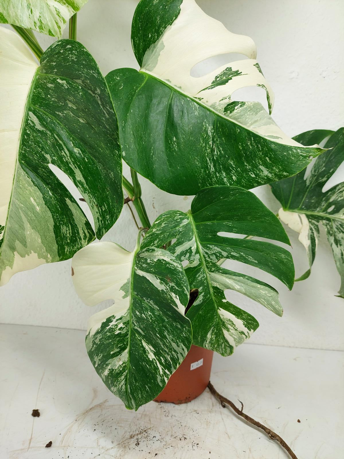 Monstera Variegata (zum aussuchen)
