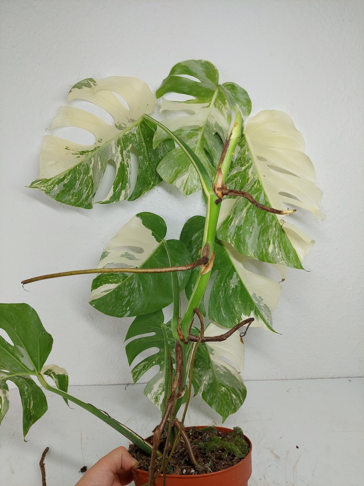 Monstera Variegata (zum aussuchen)