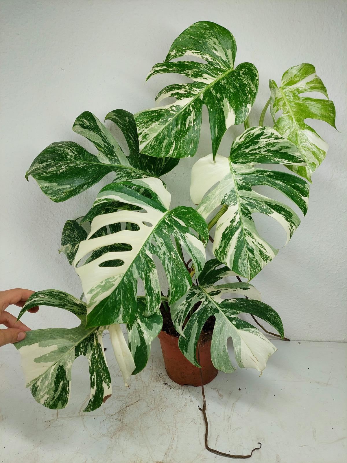 Monstera Variegata (zum aussuchen)