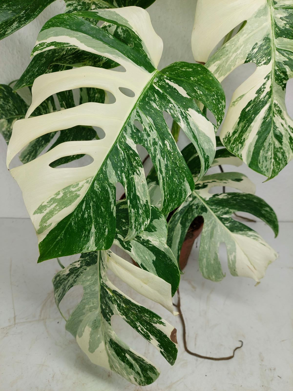Monstera Variegata (zum aussuchen)