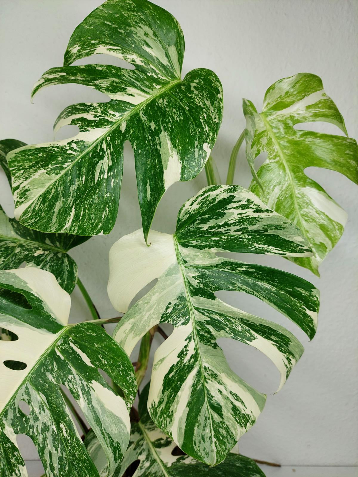 Monstera Variegata (zum aussuchen)
