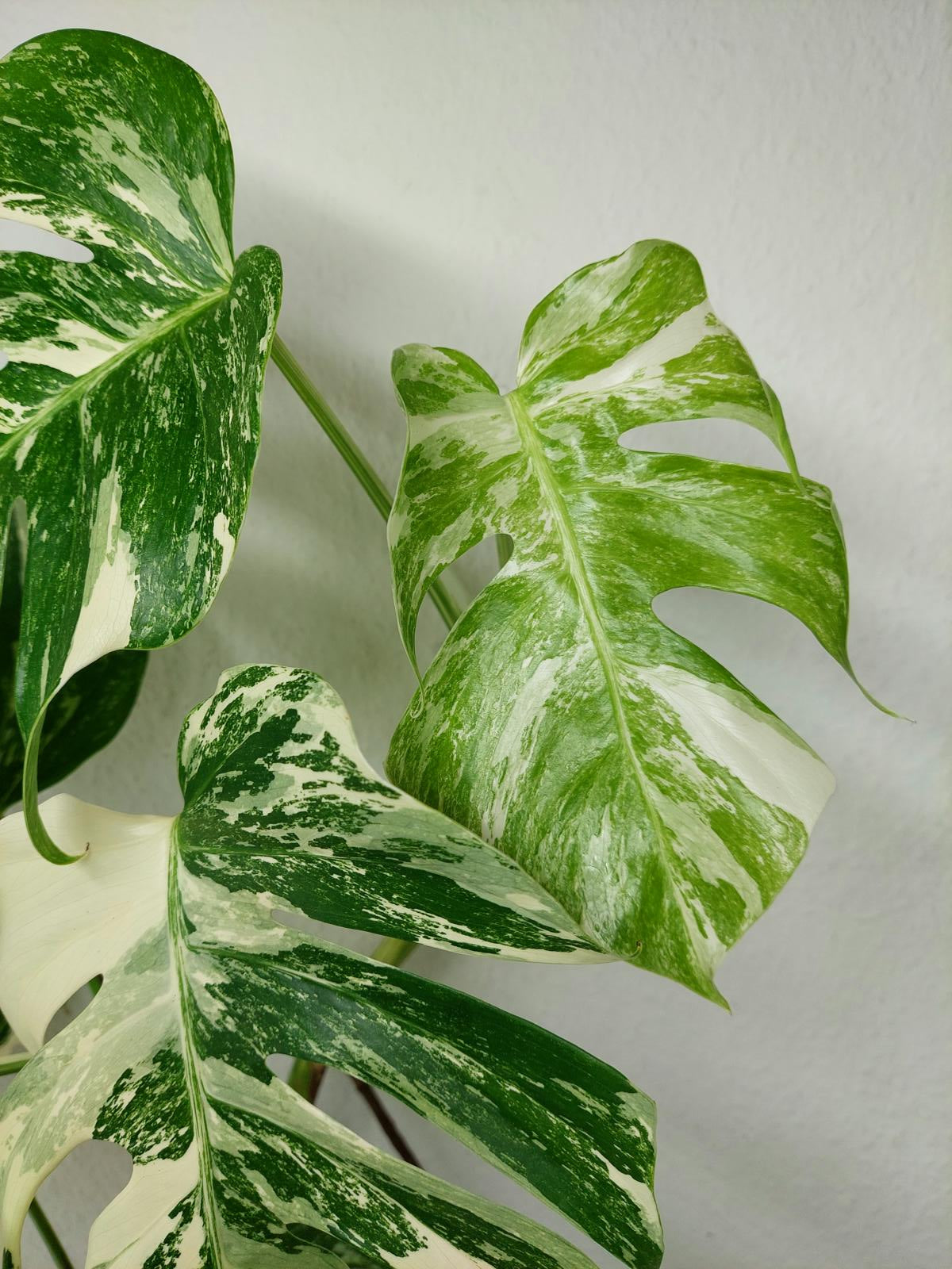 Monstera Variegata (zum aussuchen)