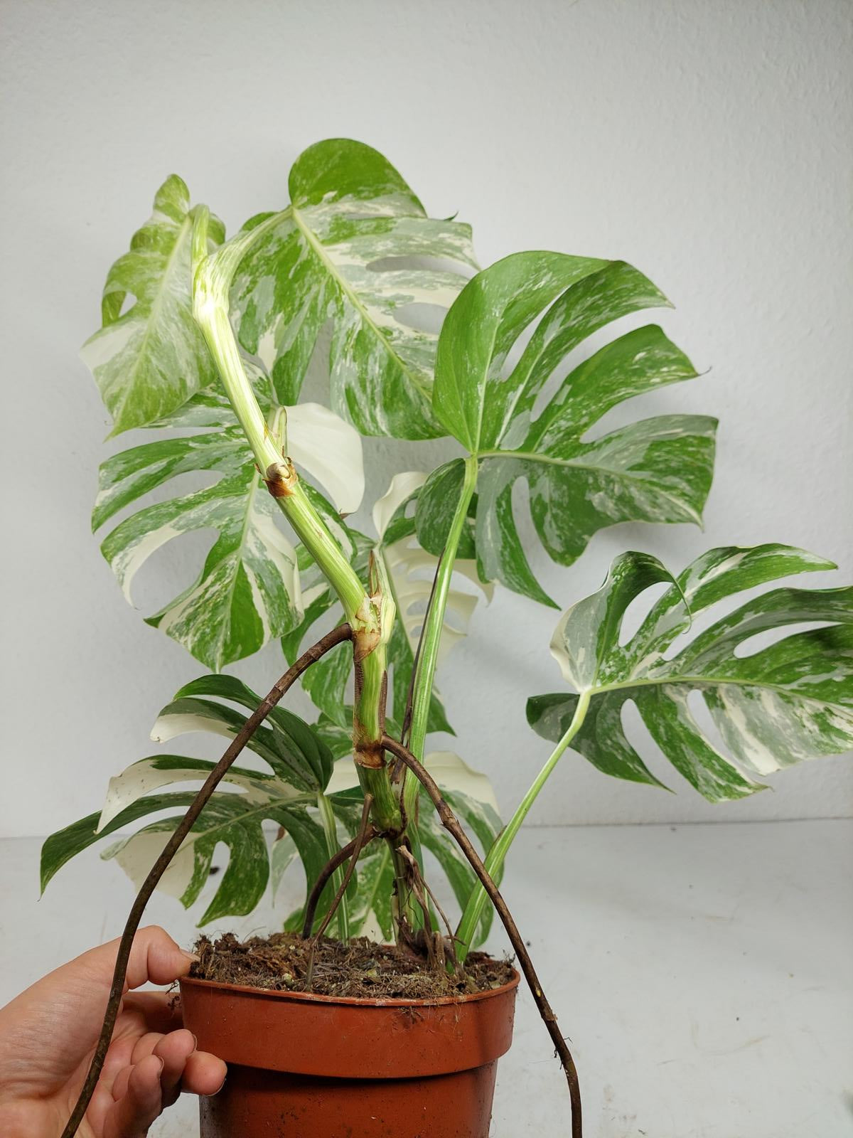 Monstera Variegata (zum aussuchen)