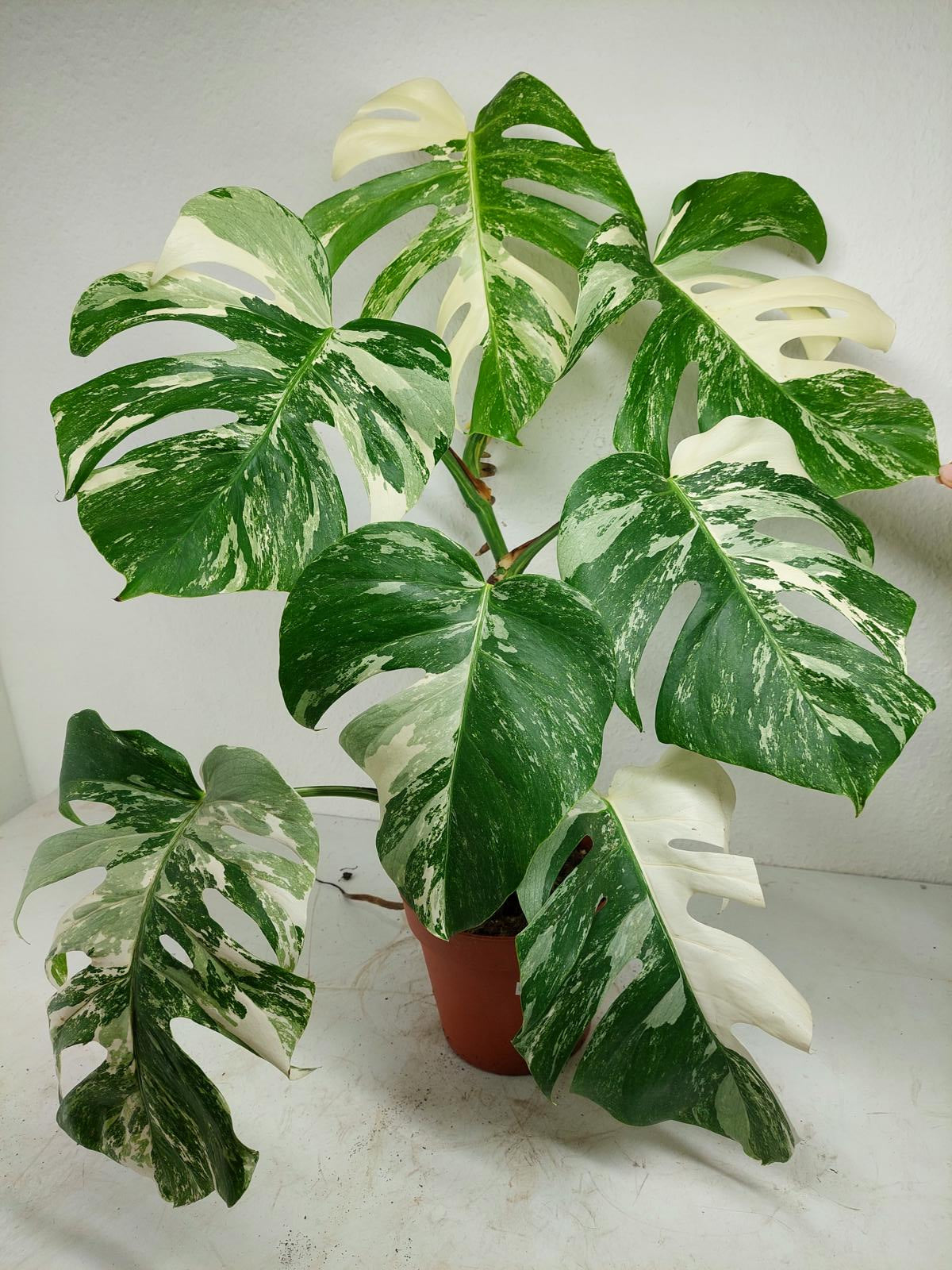 Monstera Variegata (zum aussuchen)