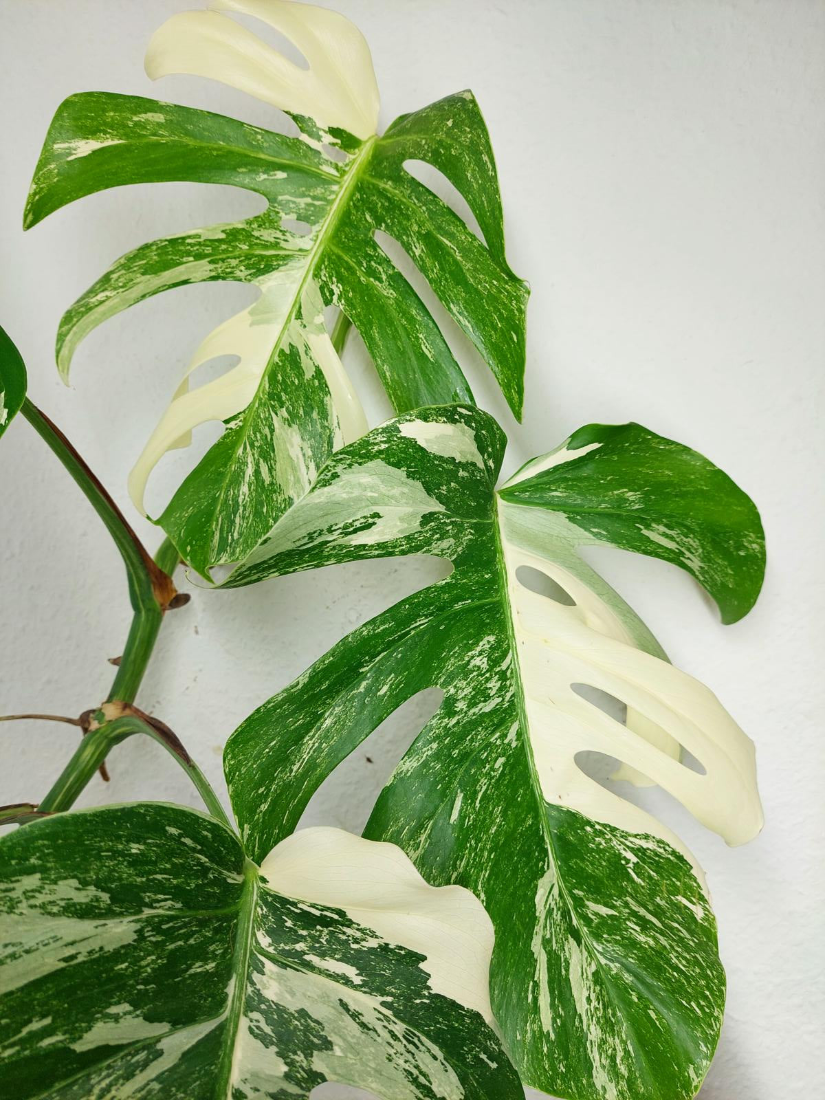 Monstera Variegata (zum aussuchen)