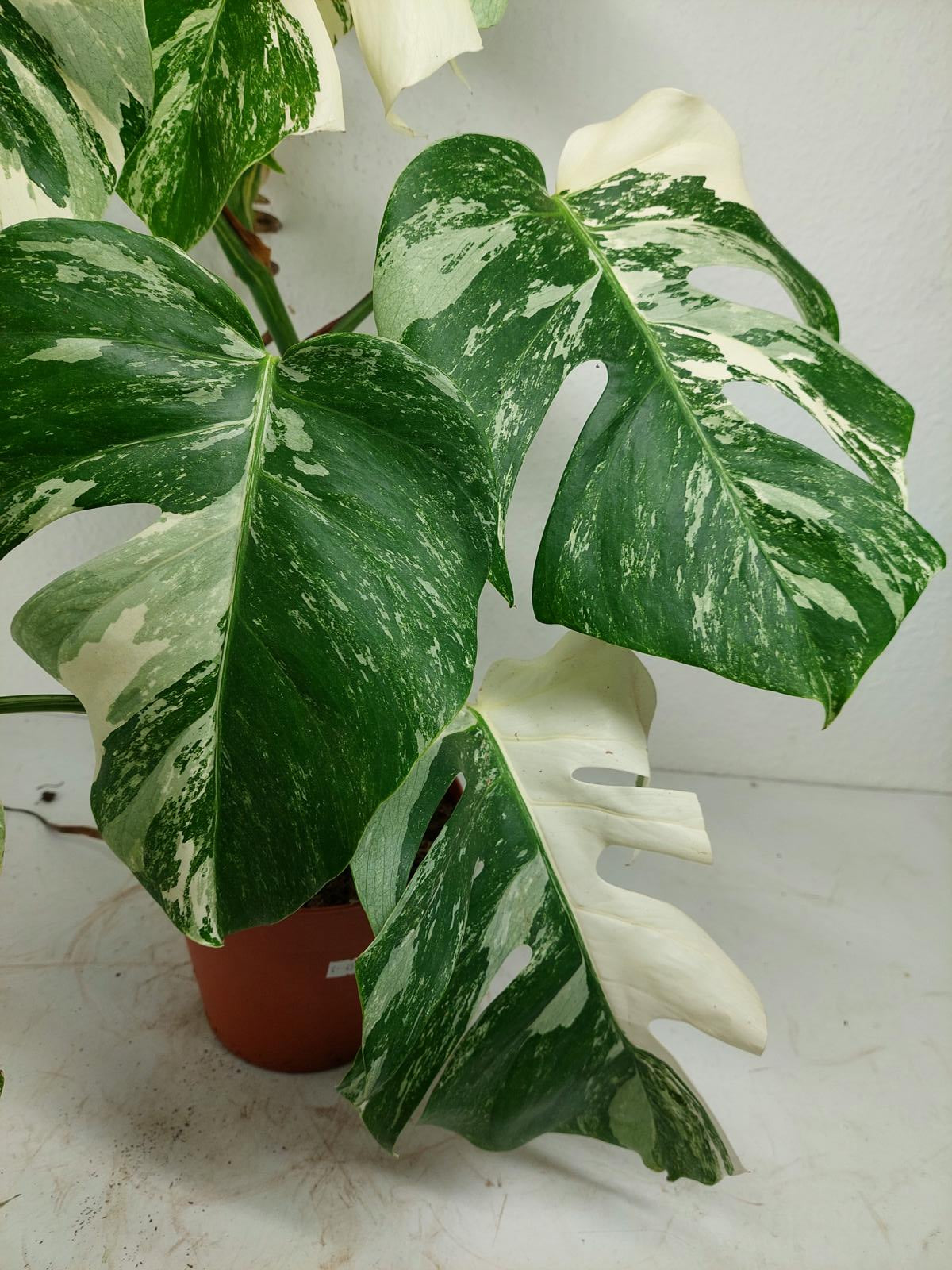Monstera Variegata (zum aussuchen)
