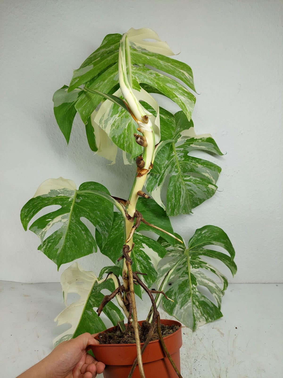 Monstera Variegata (zum aussuchen)