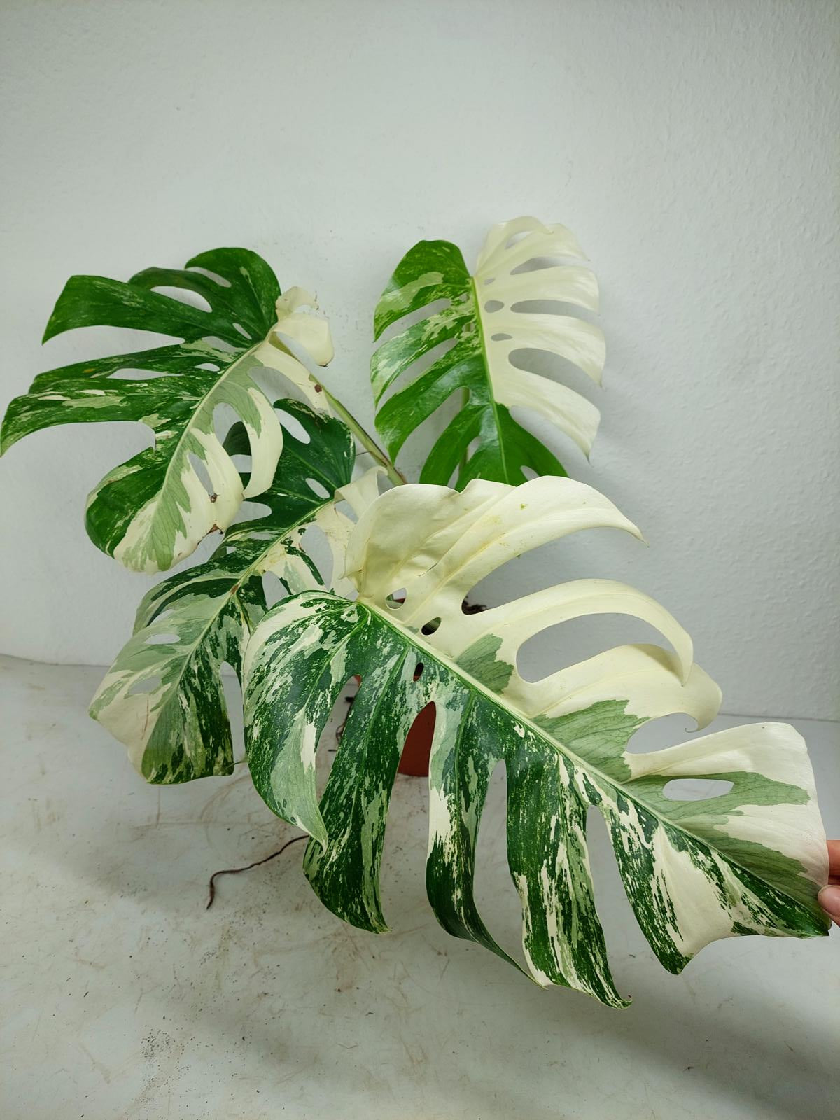 Monstera Variegata (zum aussuchen)