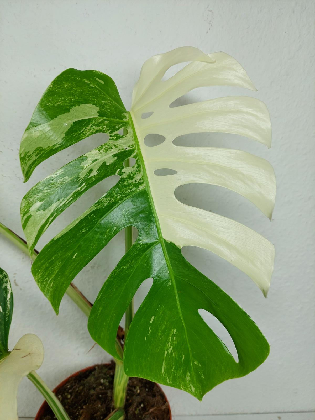 Monstera Variegata (zum aussuchen)