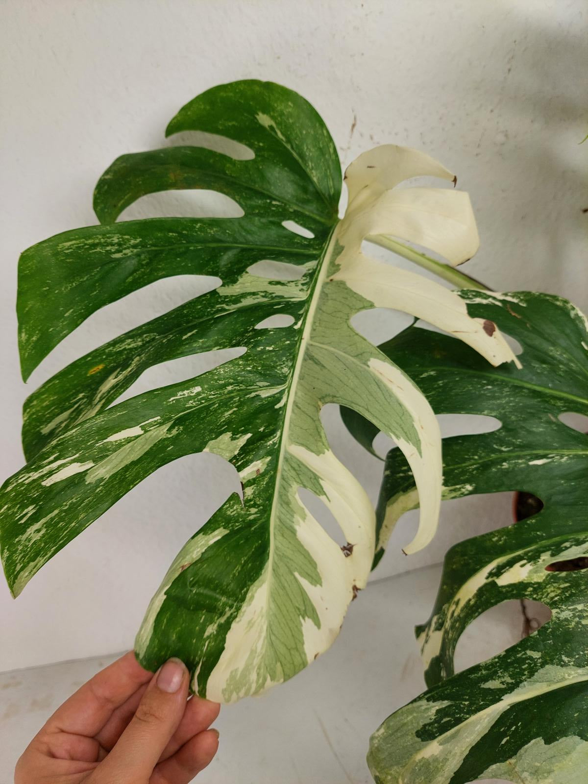 Monstera Variegata (zum aussuchen)