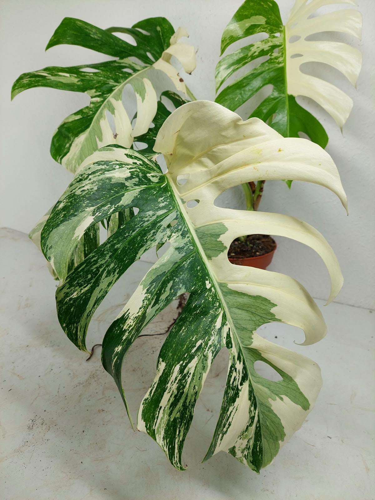 Monstera Variegata (zum aussuchen)