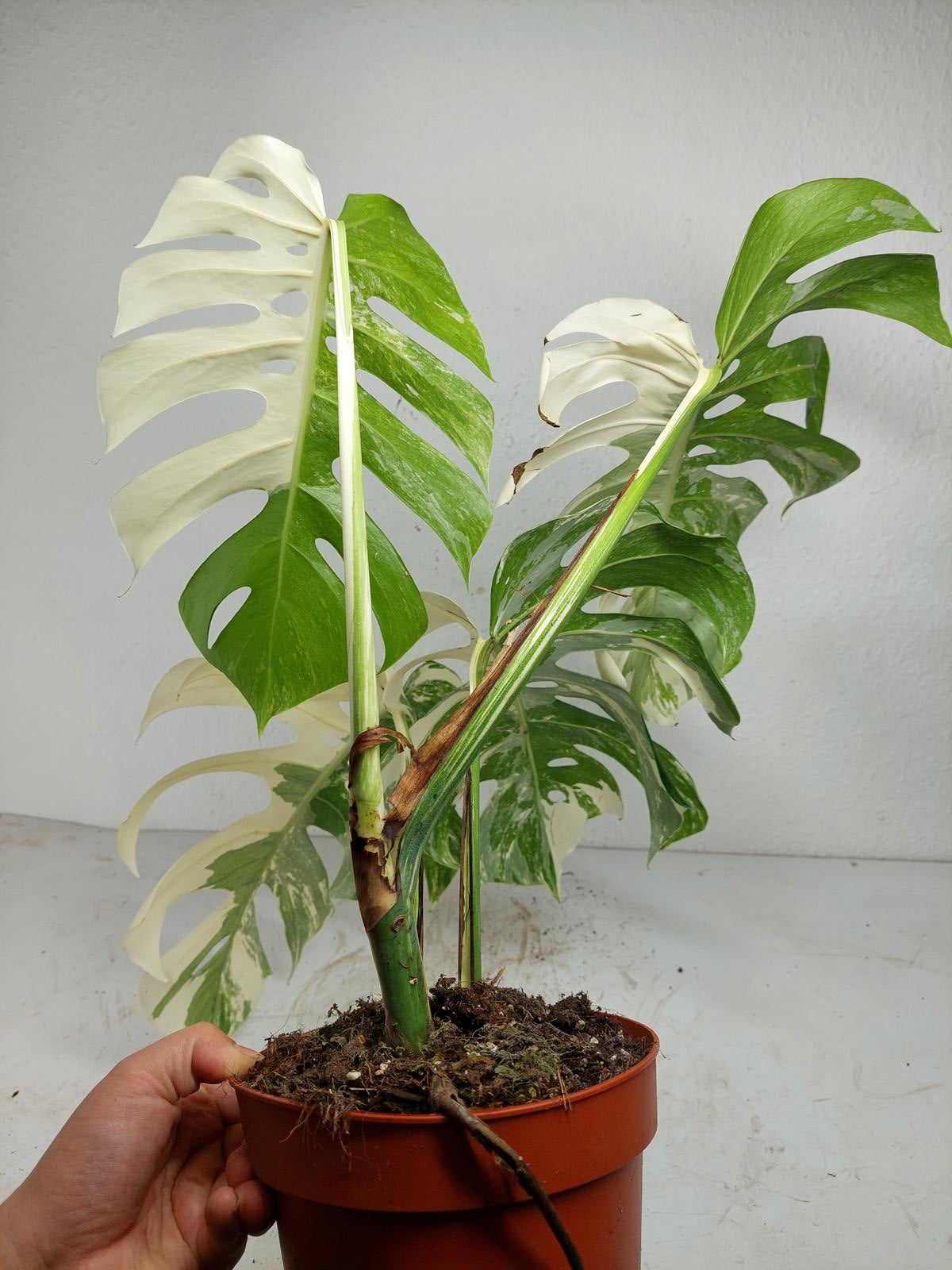 Monstera Variegata (zum aussuchen)