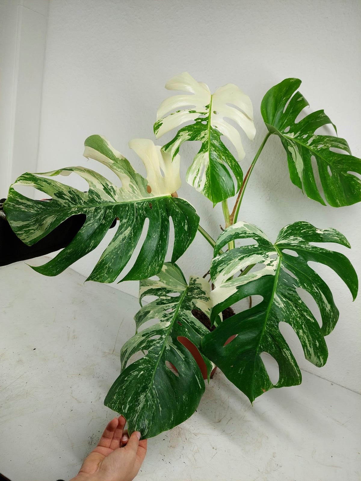 Monstera Variegata (zum aussuchen)
