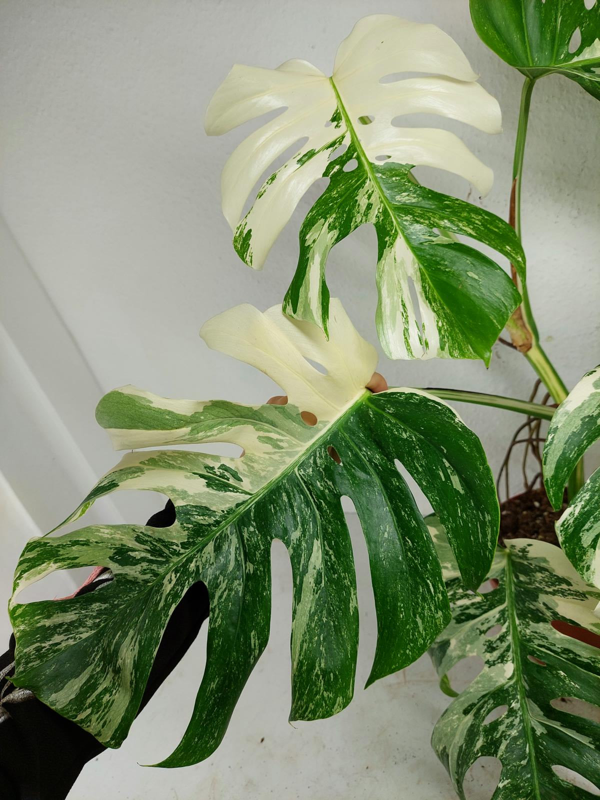 Monstera Variegata (zum aussuchen)