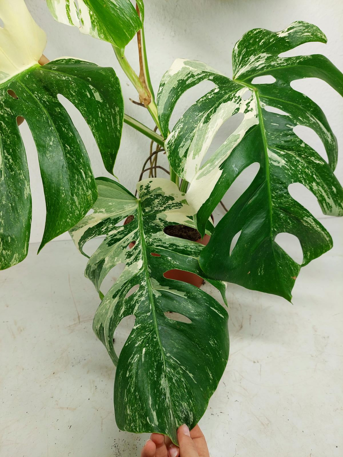 Monstera Variegata (zum aussuchen)