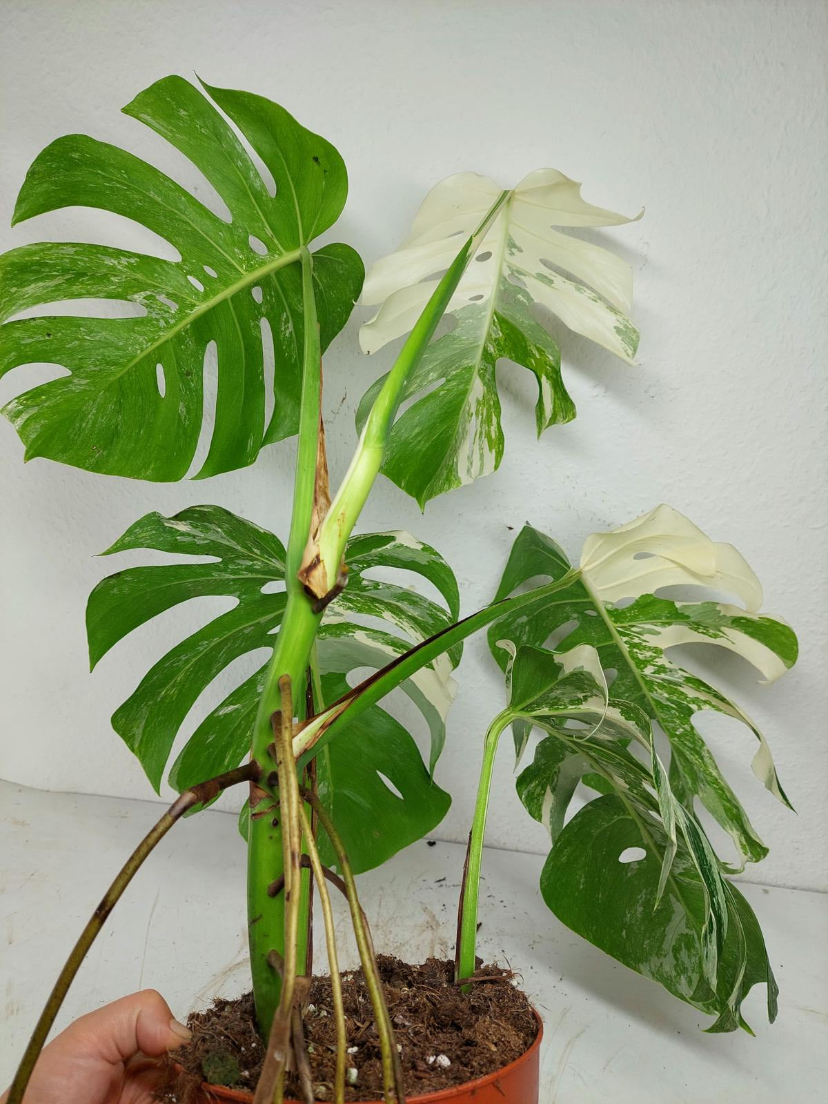 Monstera Variegata (zum aussuchen)